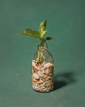 Golden Pothos in Hydroponic Glass Jar – Low Maintenance Desk Decor